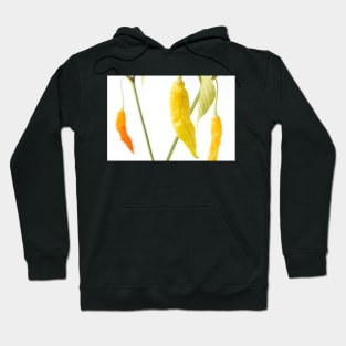 Capsicum baccatum  &#39;Havana Gold&#39;  Chili Pepper Hoodie